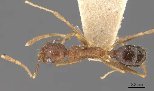 Pheidole jucunda specimen CASENT0907919 image casent0907919_1