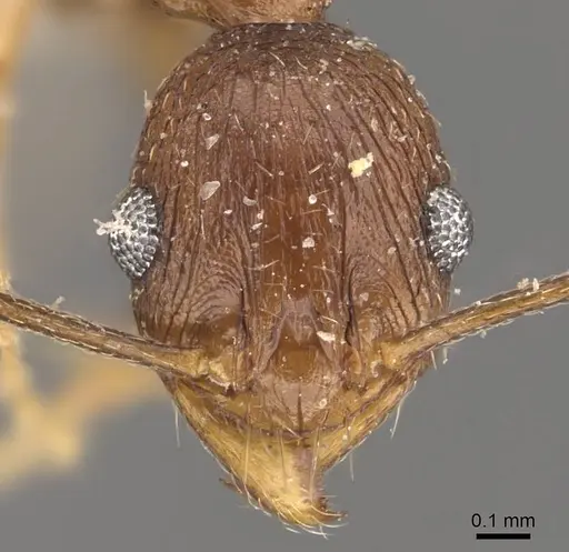 Pheidole jucunda specimen CASENT0907919 image casent0907919_2