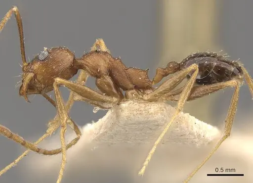Pheidole jucunda specimen CASENT0907919 image casent0907919_3
