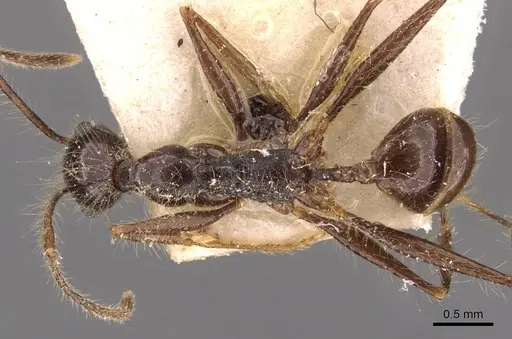 Pheidole jujuyensis specimen CASENT0908195 image casent0908195_1