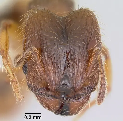 Pheidole juniperae specimen CASENT0104741 image casent0104741_2