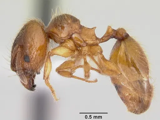 Pheidole juniperae specimen CASENT0104741 image casent0104741_3