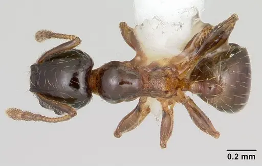 Pheidole juniperae specimen CASENT0104745 image casent0104745_1