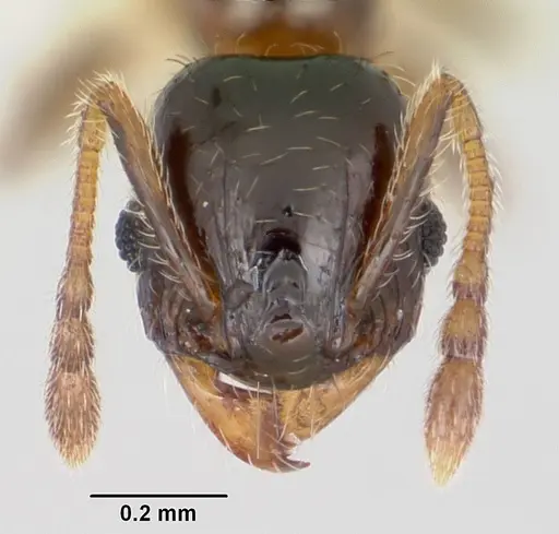 Pheidole juniperae specimen CASENT0104745 image casent0104745_2
