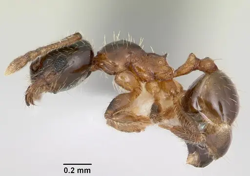 Pheidole juniperae specimen CASENT0104745 image casent0104745_3