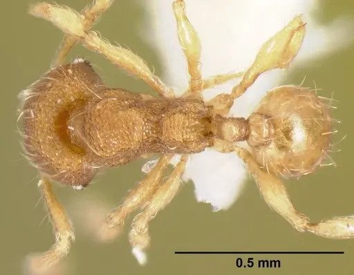 Pheidole karolmorae specimen CASENT0608995 image casent0608995_1
