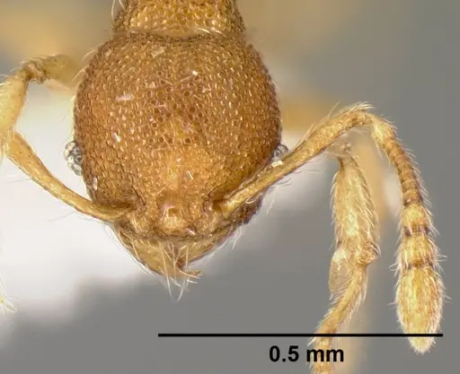 Pheidole karolmorae specimen CASENT0608995 image casent0608995_2
