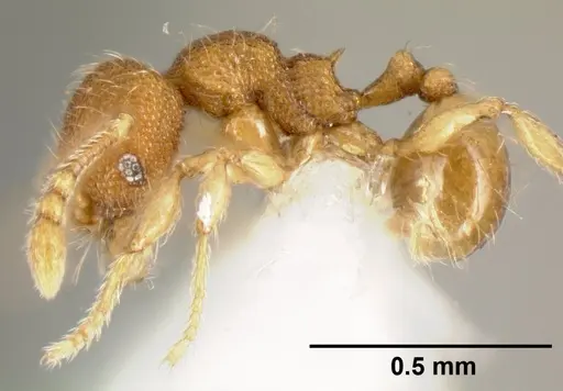Pheidole karolmorae specimen CASENT0608995 image casent0608995_3