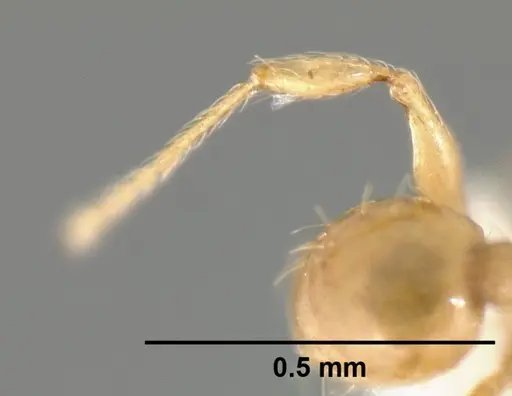 Pheidole karolmorae specimen CASENT0608995 image casent0608995_4