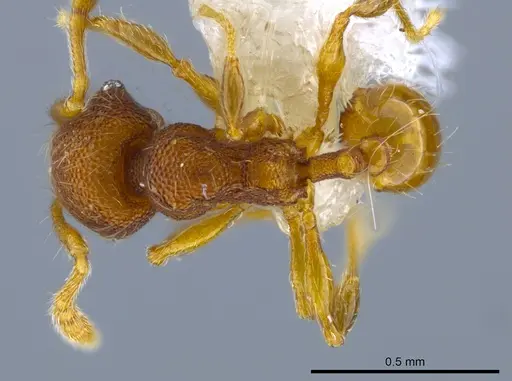 Pheidole karolmorae specimen CASENT0646316 image casent0646316_1