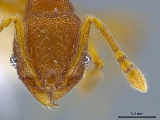 Pheidole karolmorae specimen CASENT0646316 image casent0646316_2