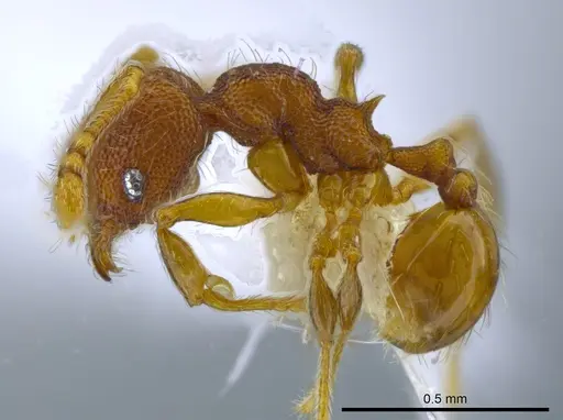 Pheidole karolmorae specimen CASENT0646316 image casent0646316_3
