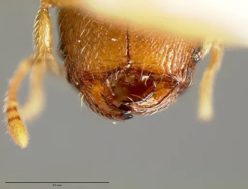 Pheidole karolmorae specimen INBIOCRI001218186 image inbiocri001218186_1