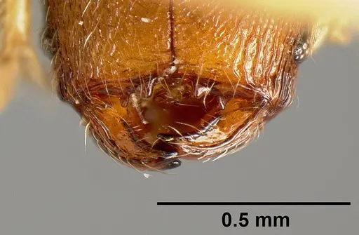 Pheidole karolmorae specimen INBIOCRI001218186 image inbiocri001218186_2