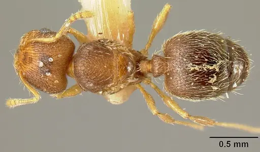 Pheidole karolmorae specimen INBIOCRI001218191 image inbiocri001218191_1
