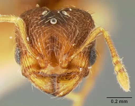 Pheidole karolmorae specimen INBIOCRI001218191 image inbiocri001218191_2