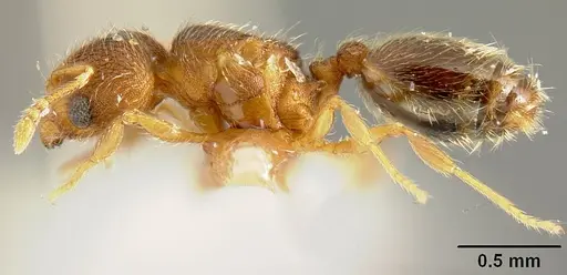 Pheidole karolmorae specimen INBIOCRI001218191 image inbiocri001218191_3