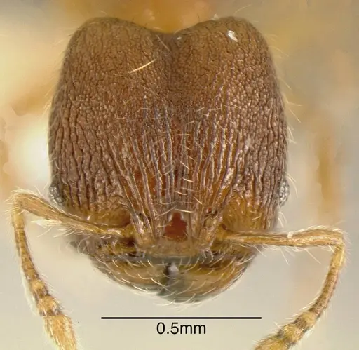 Pheidole karolmorae specimen INBIOCRI001282107 image inbiocri001282107_1