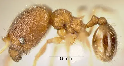 Pheidole karolmorae specimen INBIOCRI001282107 image inbiocri001282107_2