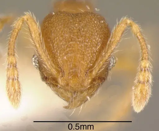 Pheidole karolmorae specimen INBIOCRI001282156 image inbiocri001282156_1