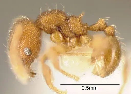 Pheidole karolmorae specimen INBIOCRI001282156 image inbiocri001282156_2