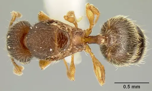 Pheidole karolmorae specimen INBIOCRI002279840 image inbiocri002279840_1