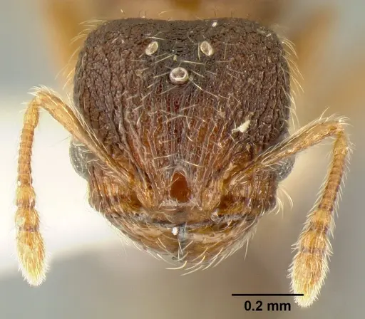 Pheidole karolmorae specimen INBIOCRI002279840 image inbiocri002279840_2