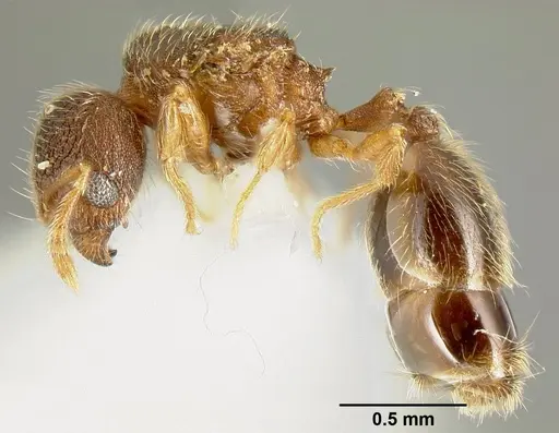 Pheidole karolmorae specimen INBIOCRI002279840 image inbiocri002279840_3