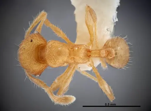 Pheidole karolmorae specimen INBIOCRI002279841 image inbiocri002279841_1