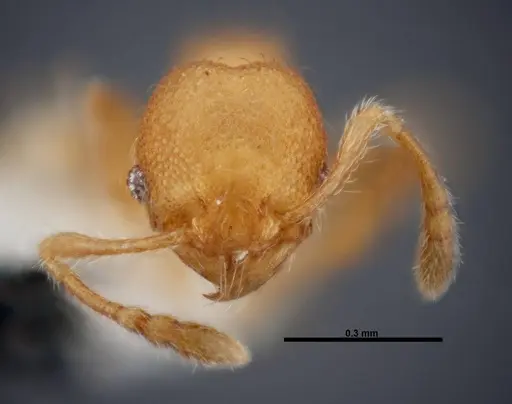 Pheidole karolmorae specimen INBIOCRI002279841 image inbiocri002279841_2