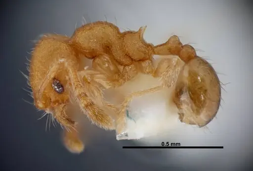 Pheidole karolmorae specimen INBIOCRI002279841 image inbiocri002279841_3