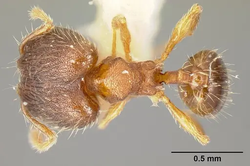 Pheidole karolmorae specimen INBIOCRI002279843 image inbiocri002279843_1