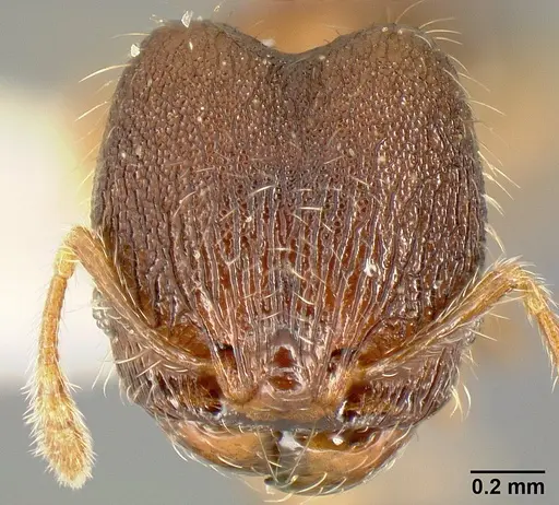 Pheidole karolmorae specimen INBIOCRI002279843 image inbiocri002279843_2