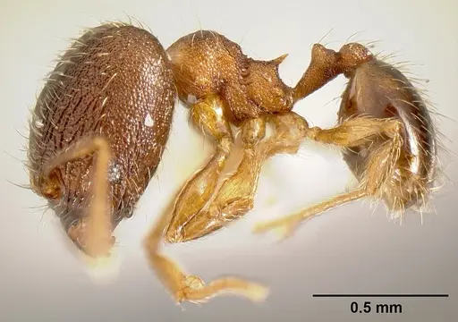 Pheidole karolmorae specimen INBIOCRI002279843 image inbiocri002279843_3