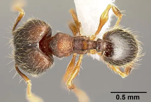 Pheidole karolsetosa specimen CASENT0609023 image casent0609023_1