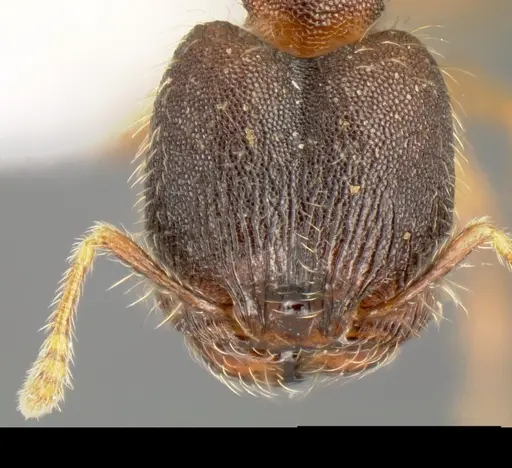 Pheidole karolsetosa specimen CASENT0609023 image casent0609023_2