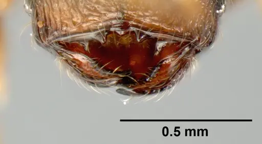 Pheidole karolsetosa specimen CASENT0609023 image casent0609023_3