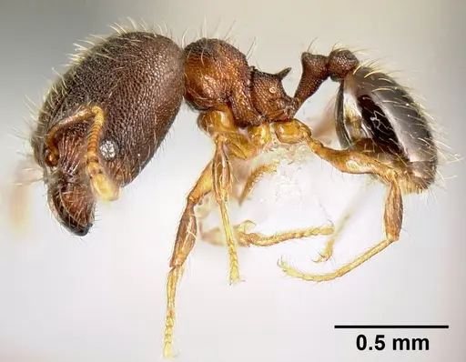 Pheidole karolsetosa specimen CASENT0609023 image casent0609023_4