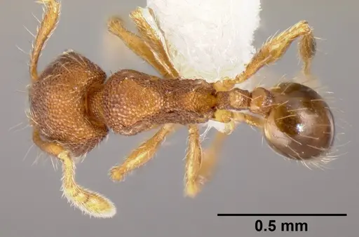 Pheidole karolsetosa specimen CASENT0609024 image casent0609024_1
