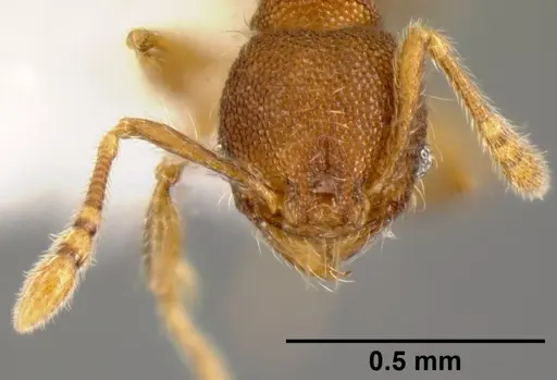 Pheidole karolsetosa specimen CASENT0609024 image casent0609024_2