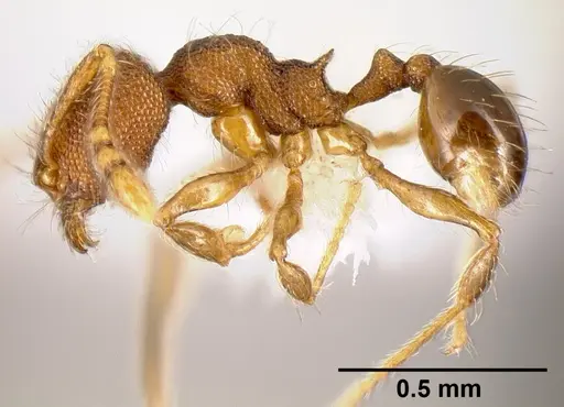 Pheidole karolsetosa specimen CASENT0609024 image casent0609024_3