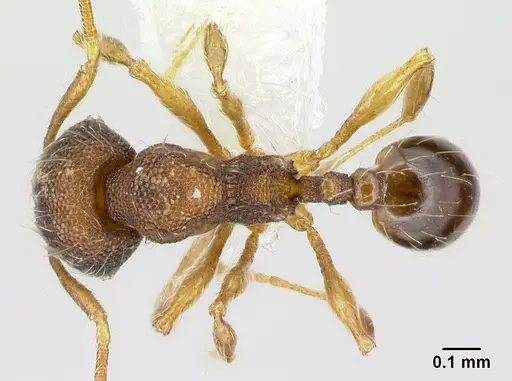 Pheidole karolsetosa specimen CASENT0609033 image casent0609033_1