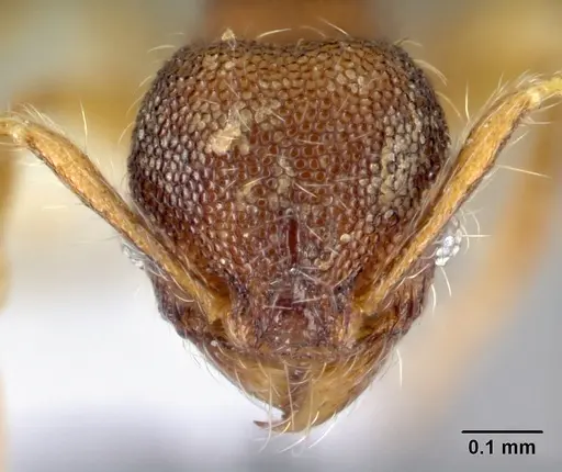 Pheidole karolsetosa specimen CASENT0609033 image casent0609033_2