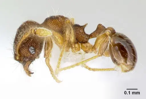Pheidole karolsetosa specimen CASENT0609033 image casent0609033_3
