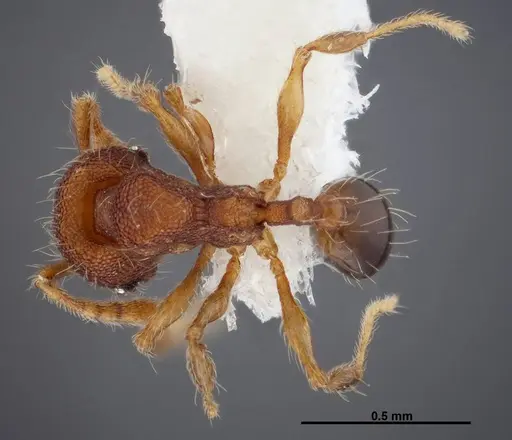 Pheidole karolsetosa specimen CASENT0609035 image casent0609035_1