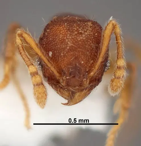 Pheidole karolsetosa specimen CASENT0609035 image casent0609035_2