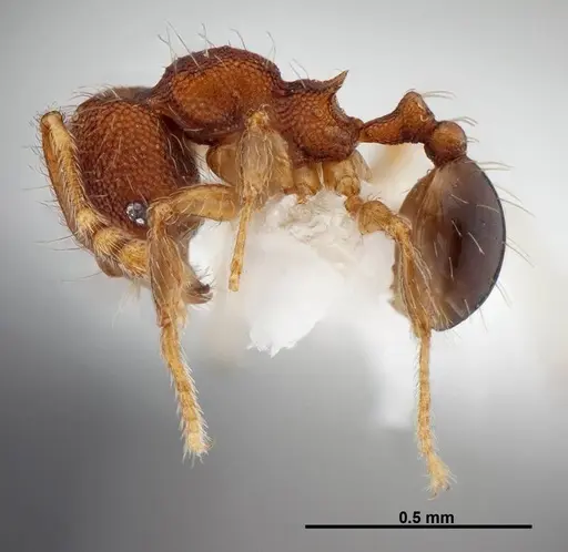 Pheidole karolsetosa specimen CASENT0609035 image casent0609035_3