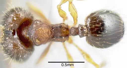 Pheidole karolsetosa specimen INB0003679878 image inb0003679878_1