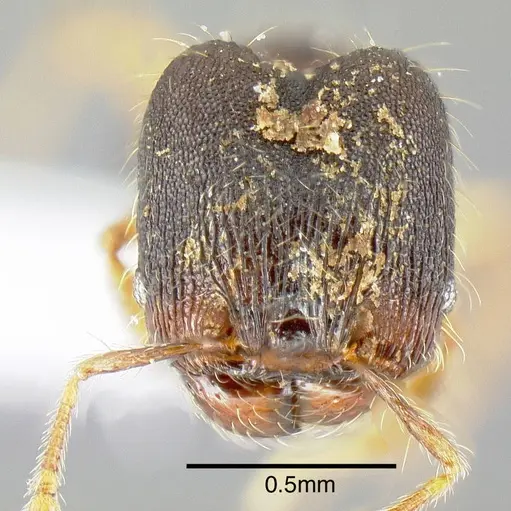 Pheidole karolsetosa specimen INB0003679878 image inb0003679878_2
