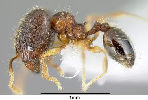 Pheidole karolsetosa specimen INB0003679878 image inb0003679878_3